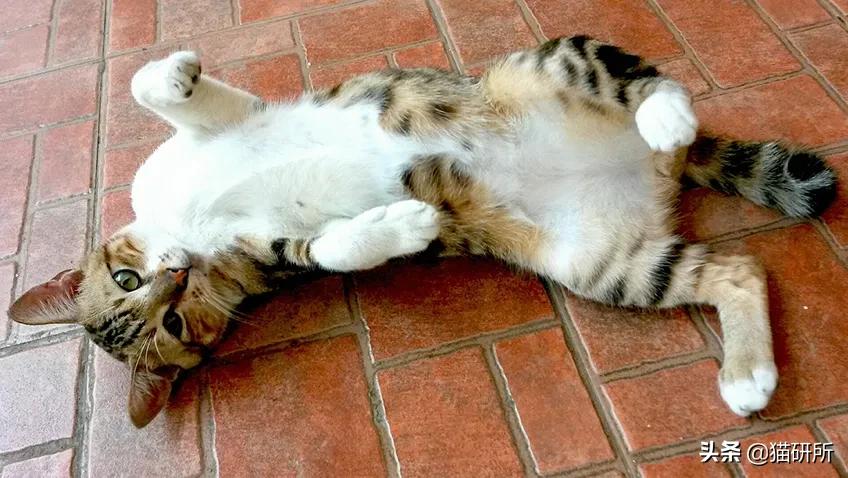 你见过猫咪吞口水吗,猫咪有肚脐眼吗