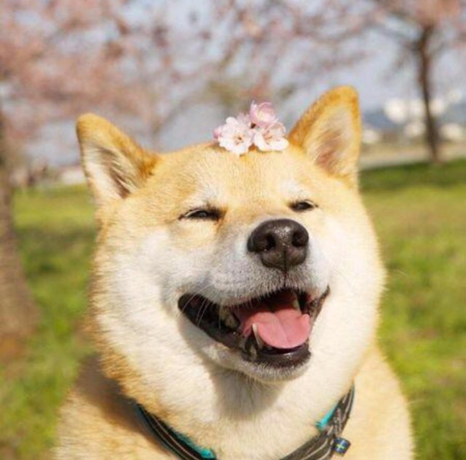 盘点小八嘎柴犬的所有瞬间,被铲屎官坑惨了的柴犬