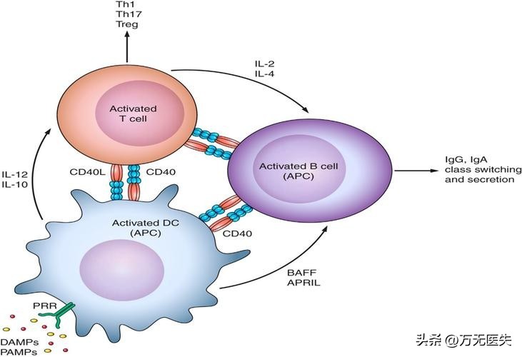 治狼疮的抗疟药,系统性红斑狼疮抗疟药