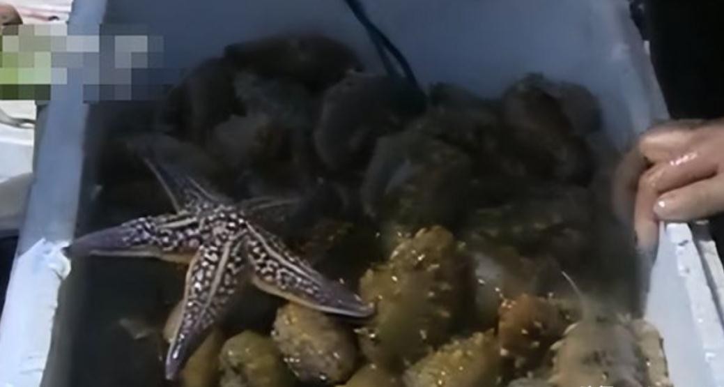 石头填海养海参小伙近况,大连小伙养殖海参