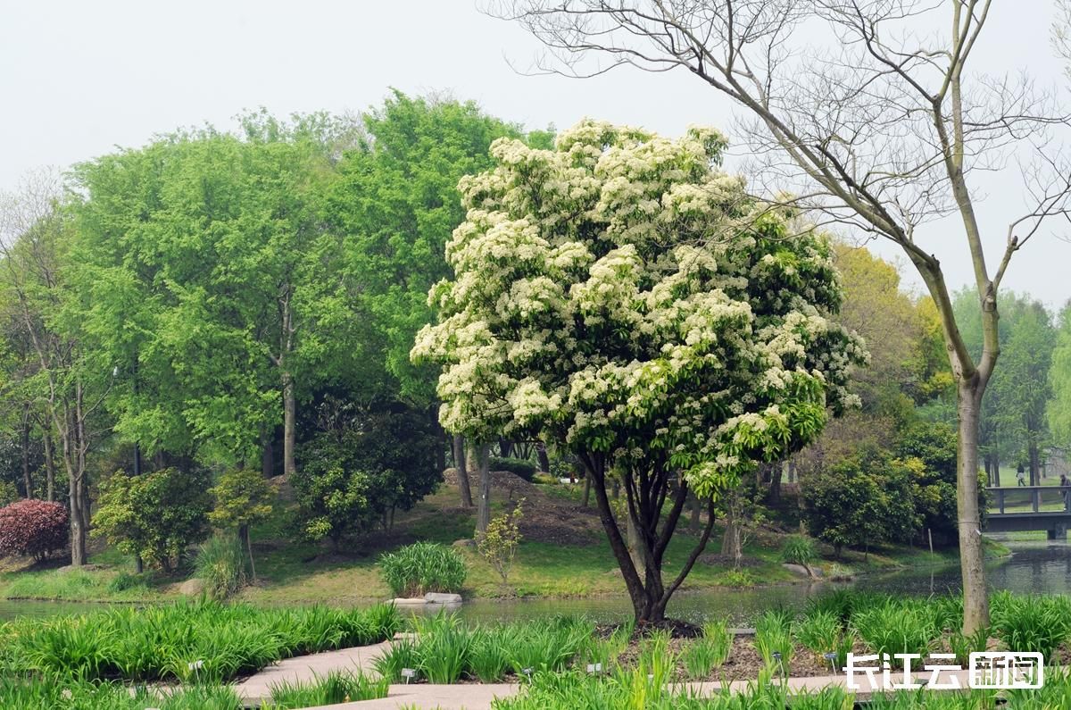 郑州为什么要种那么多石楠花,园林专家说石楠花除了臭没缺点