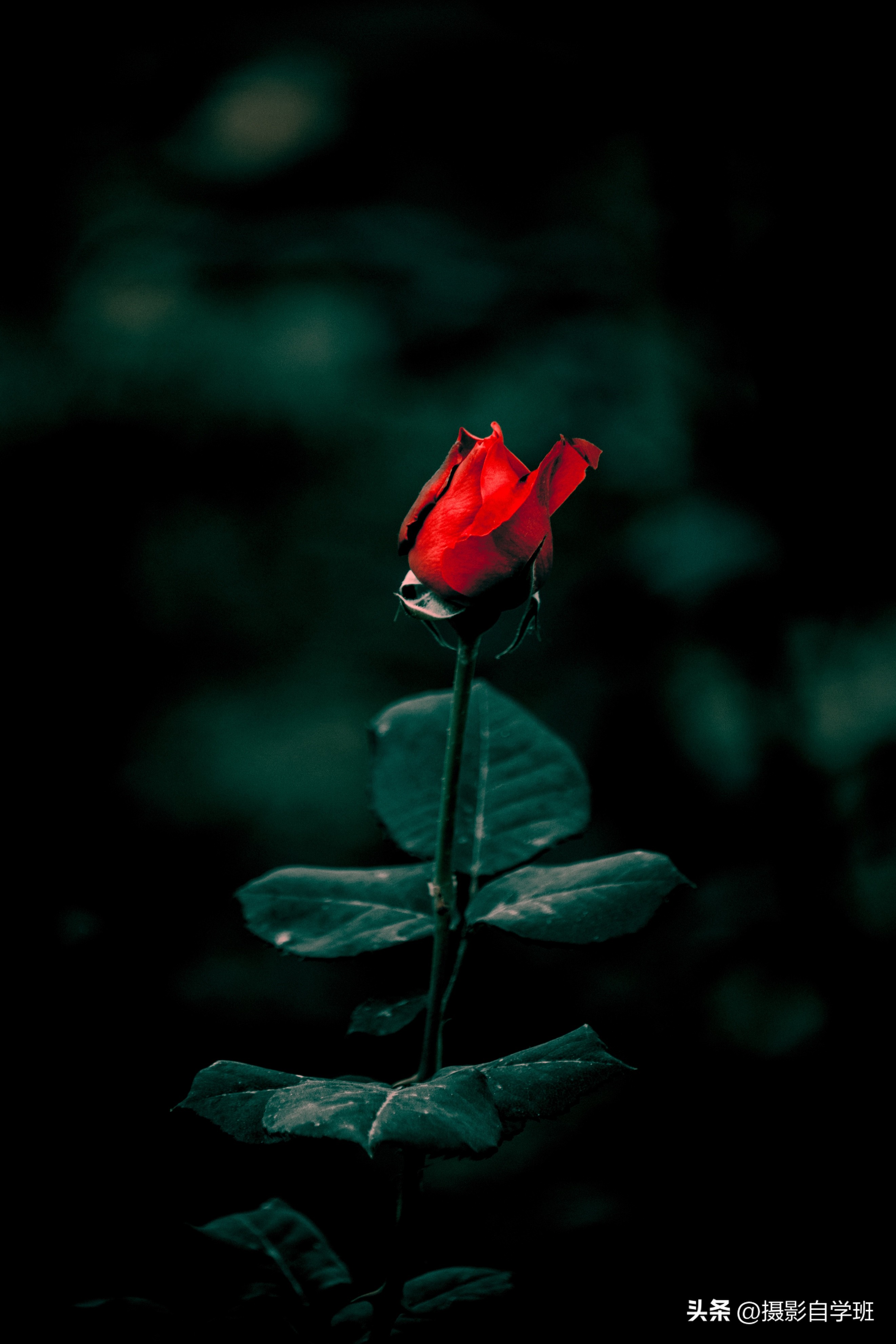 手机拍摄花朵怎么把背景变成黑色,安卓手机怎样拍摄花朵黑背景