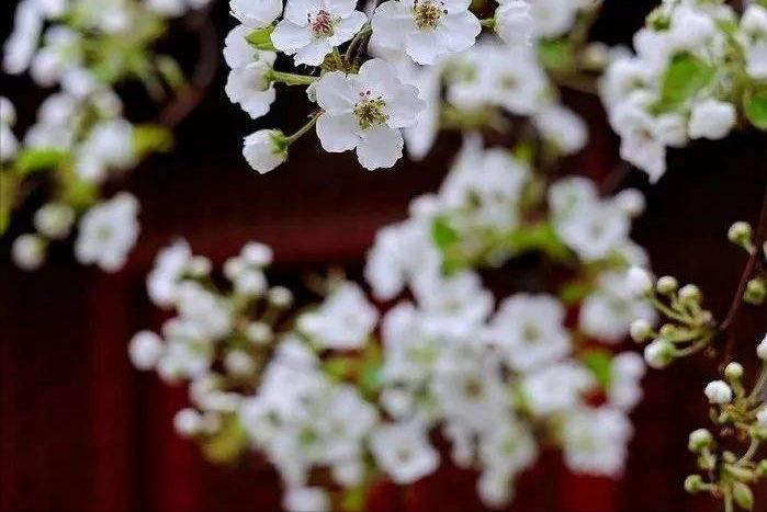 十首必背闺怨诗,最简单的闺怨诗