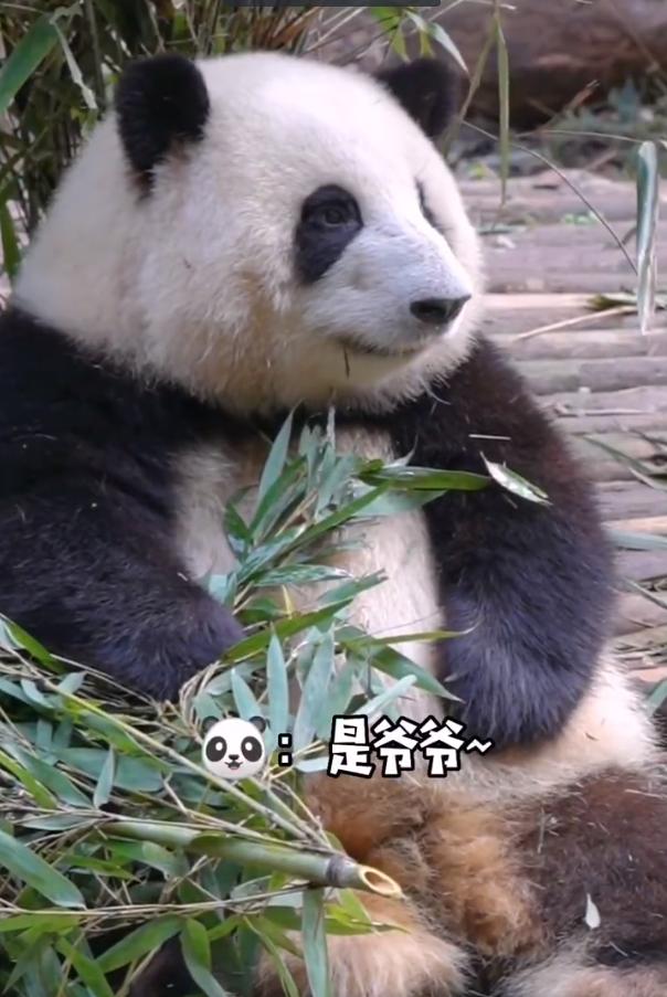 花花：接住谭爷爷给的小苹果，仿佛接住了整个世界。