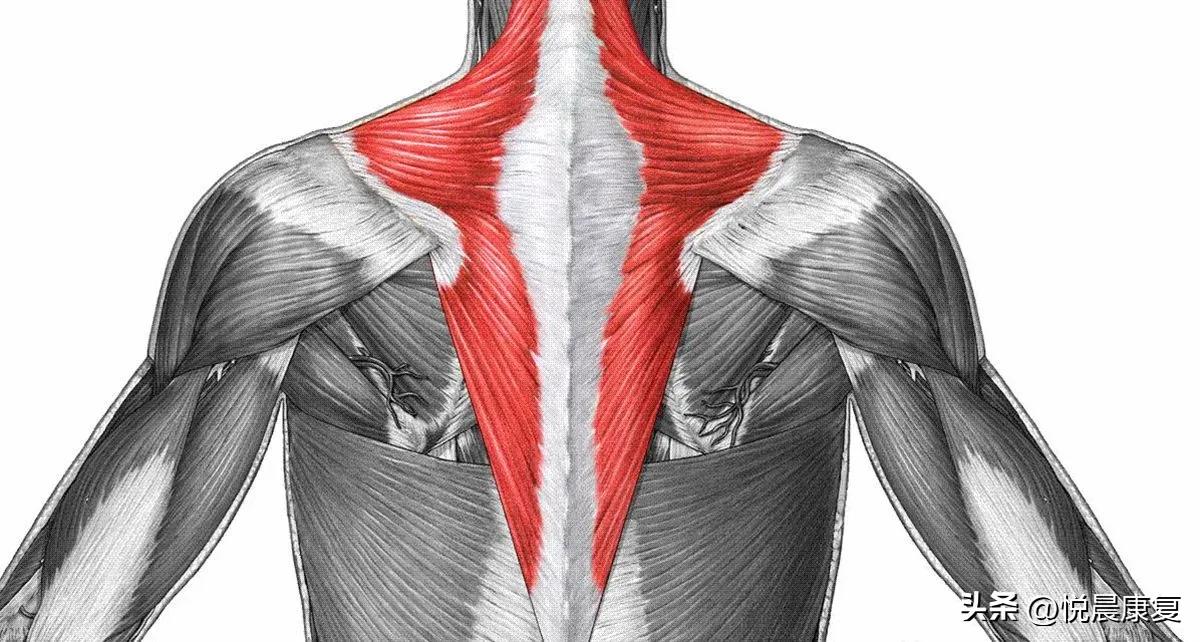 副神经的解剖功能,副神经解剖