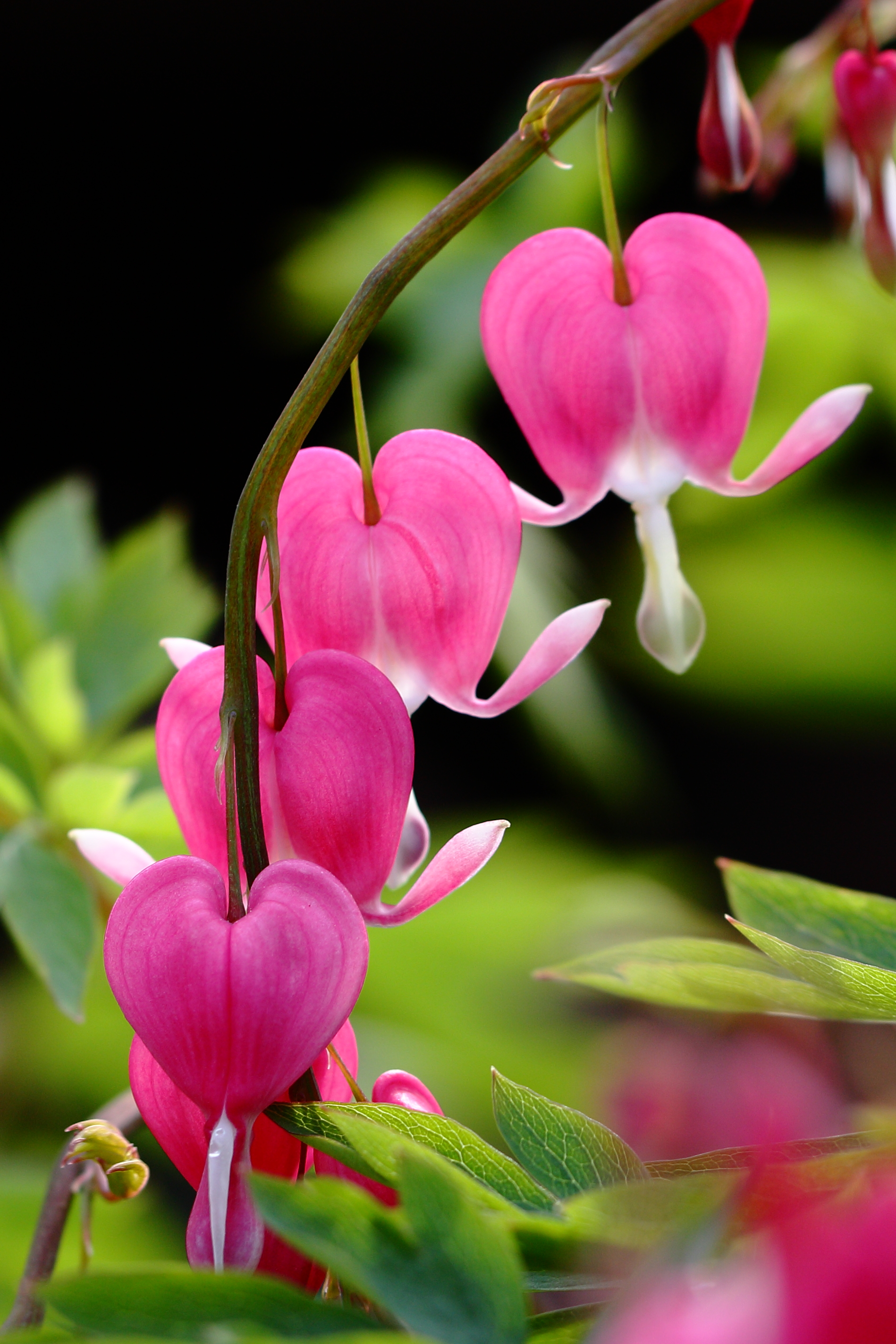 视觉盛宴五种赏花名花供您选择,春天十种最美的花介绍