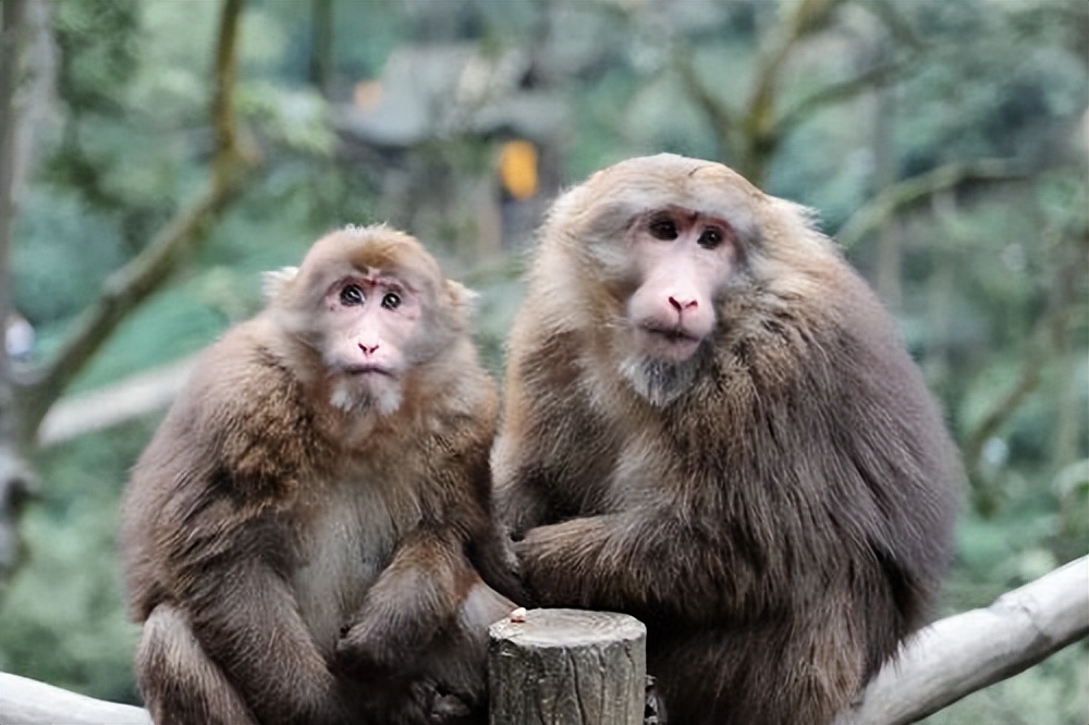 峨眉山“人猴大战”频发，路过的狗都得挨巴掌，这些猴子怎么了？