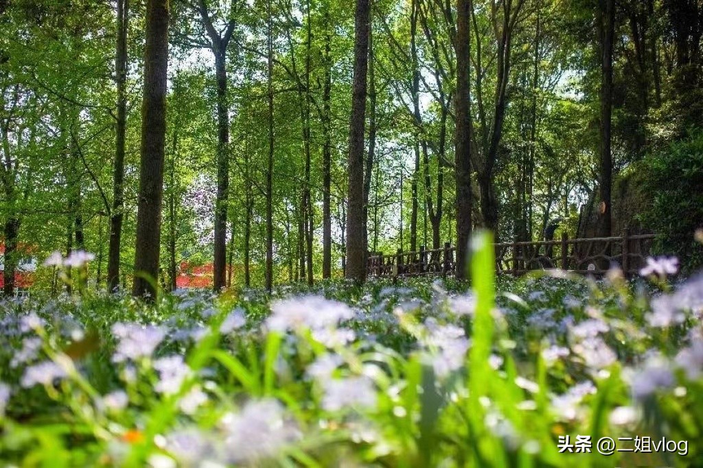 沱牌酒国庆,沱牌酒过年视频