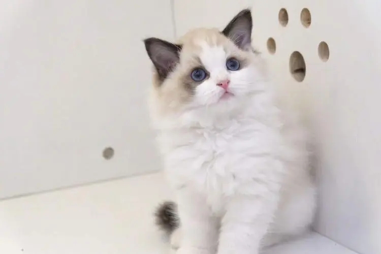 如何更好的养布偶猫,新手养布偶猫该选哪种布偶猫