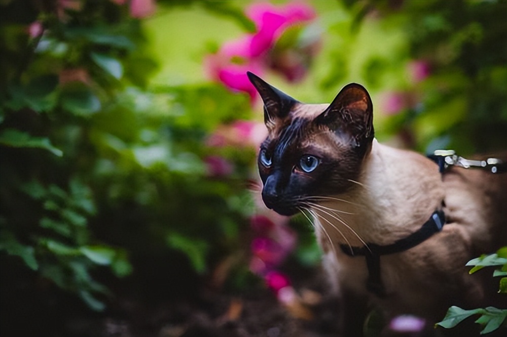 养猫咪最应该养什么猫,养猫首选这5种猫不仅忠诚还好养