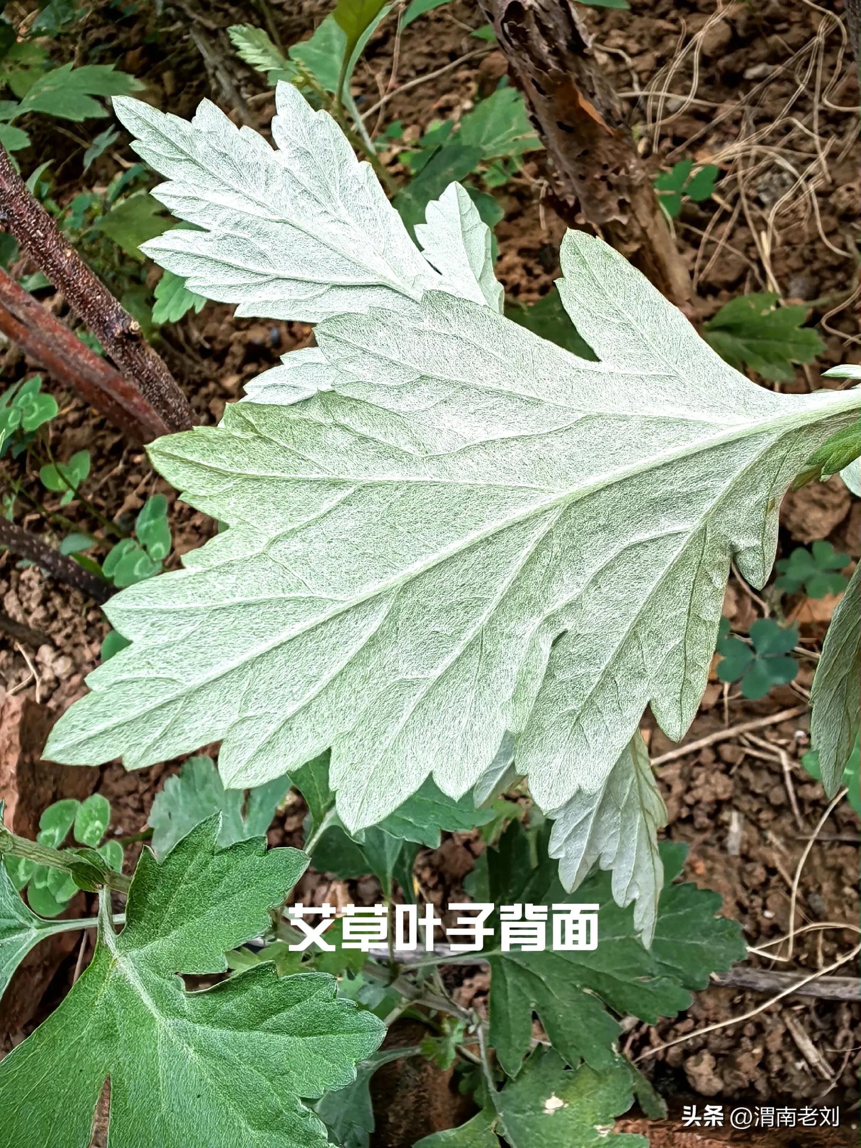 端午到了你准备艾草了吗,艾草只能在端午节买到吗