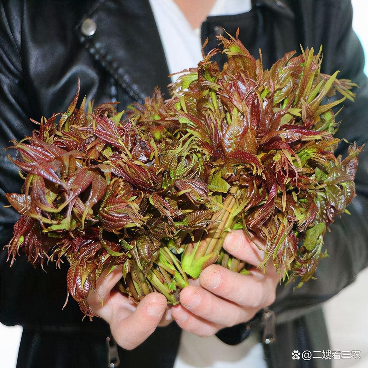 春天不可辜负的六种野菜,十大高钙野菜排名