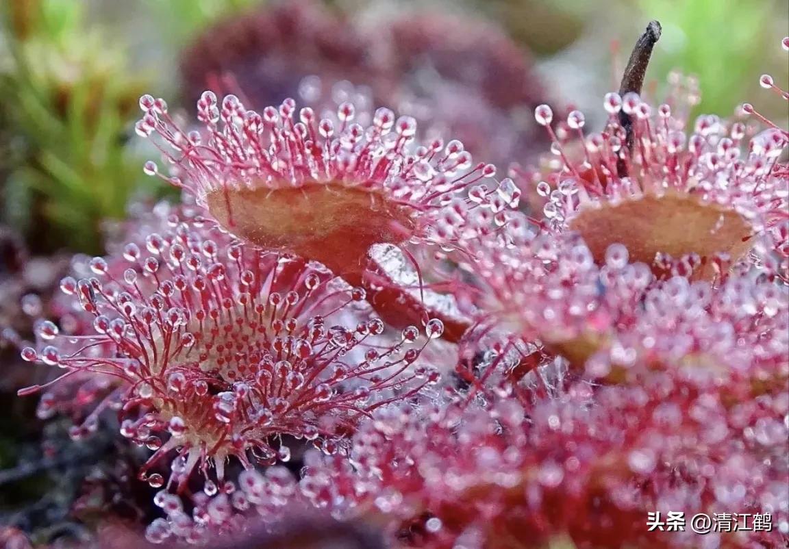 又好看又便宜的食虫植物,有什么推荐的食虫植物