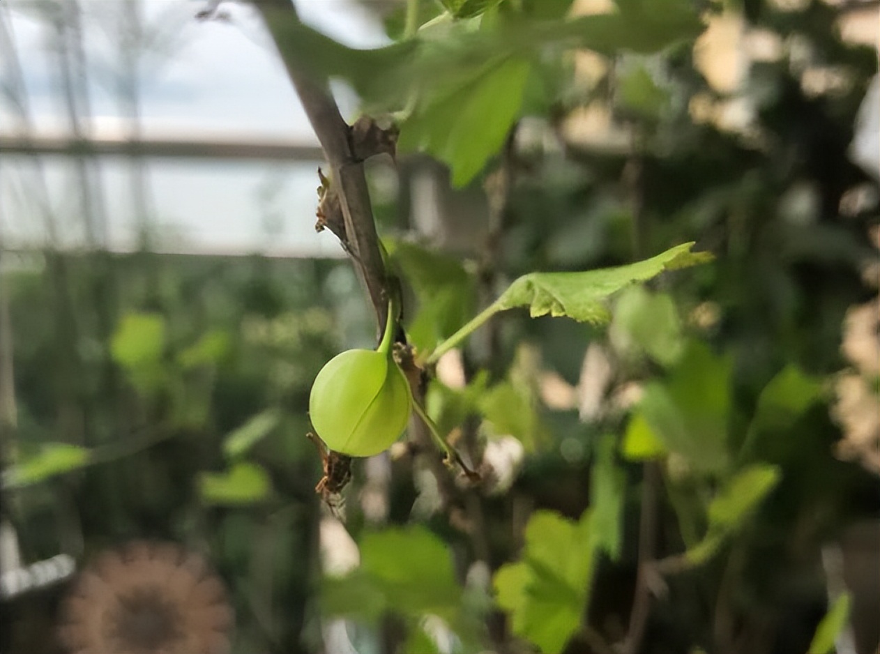 类似灯笼果的植物果实,灯笼果是什么水果品种