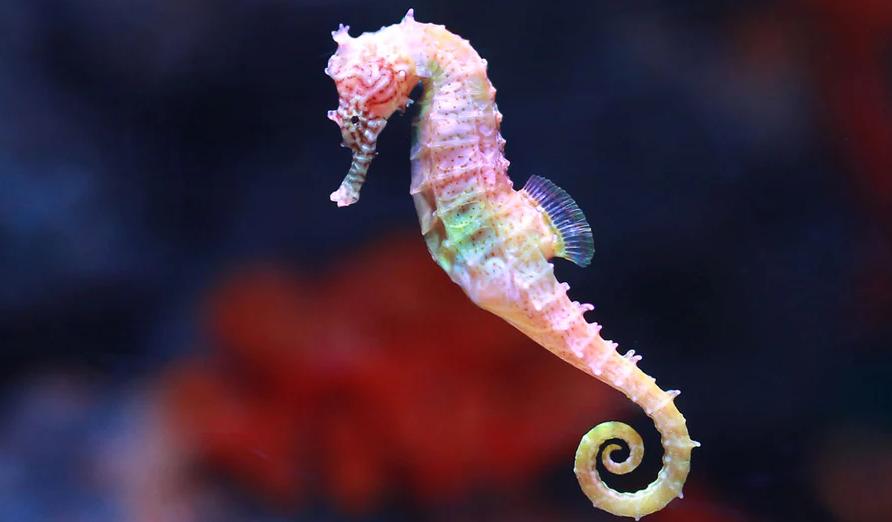 能炖汤当中药的养殖海马！一克卖20！为啥养它的人却很少？