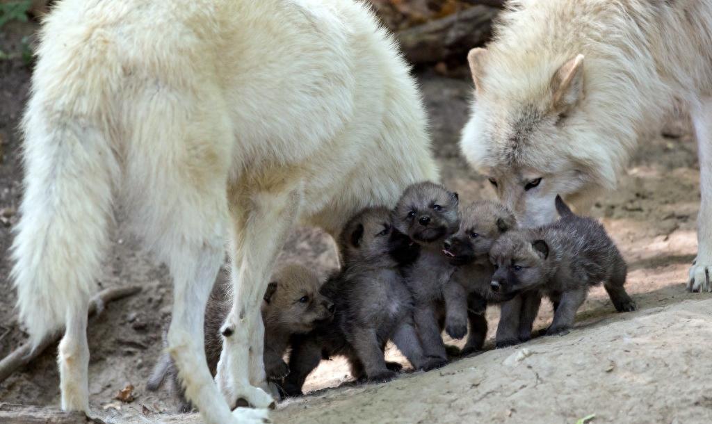 狼群只有狼王才能生后代吗,狼群中只有狼王有交配权吗