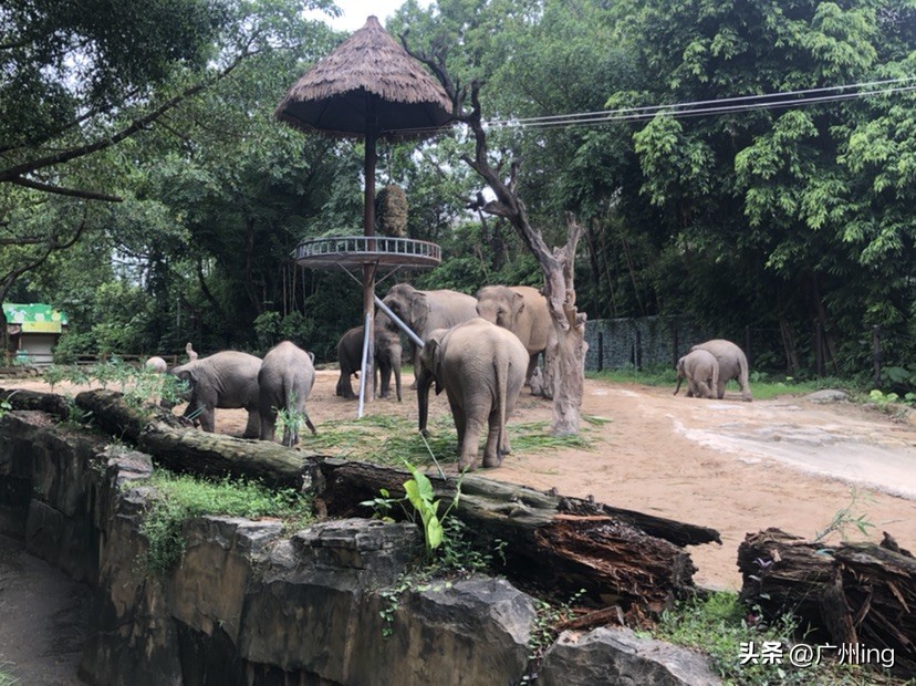 世界大象日了解亚洲象大种群,大象培育巨象