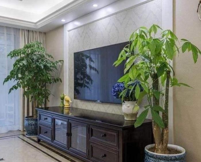 客厅养植物有什么讲究,客厅养树有什么讲究