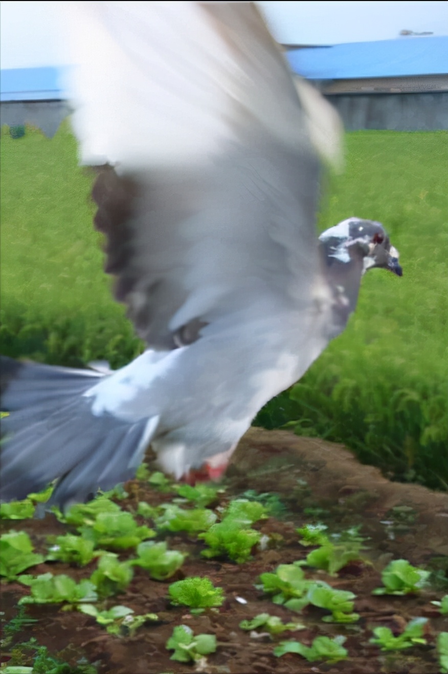 挤笼训练与单体训飞,图