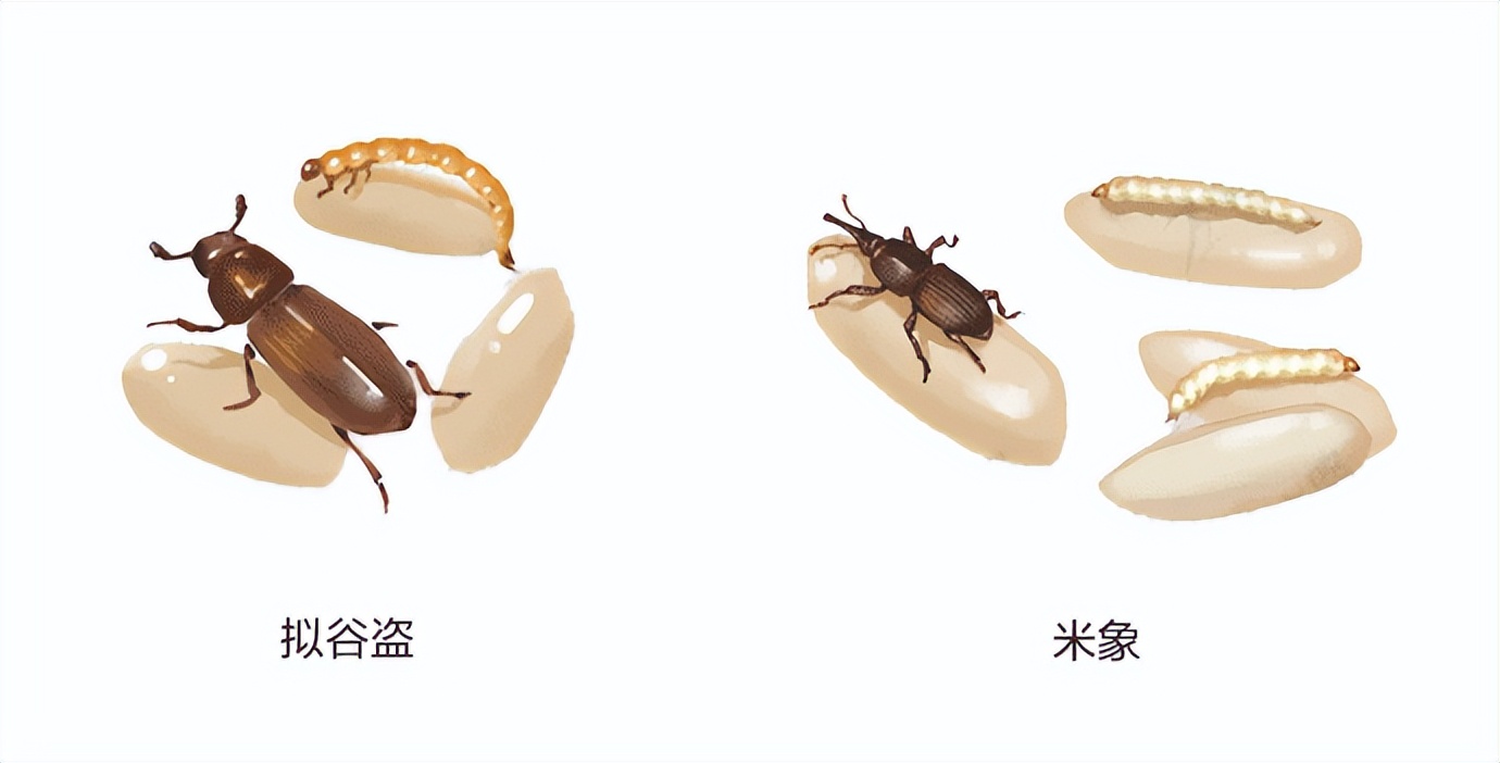 大米有虫子了怎么把它筛出来,大米中出现了小虫怎么办