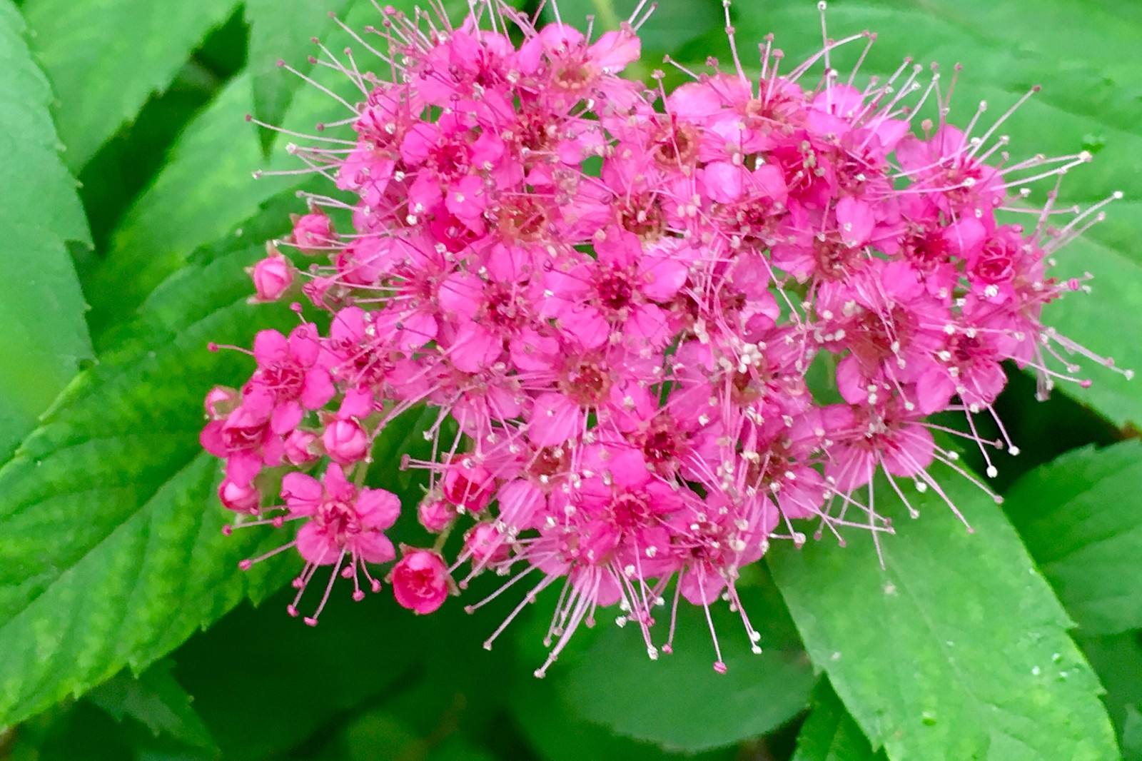 日本绣线菊品种,中华绣线菊与珍珠绣线菊的区别
