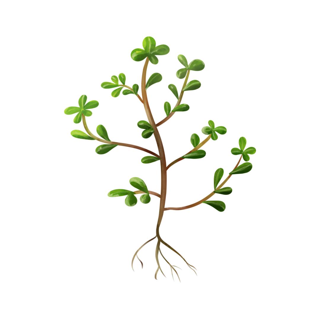 注意！这5种春菜要当心！吃对是美味，吃错是“毒药”