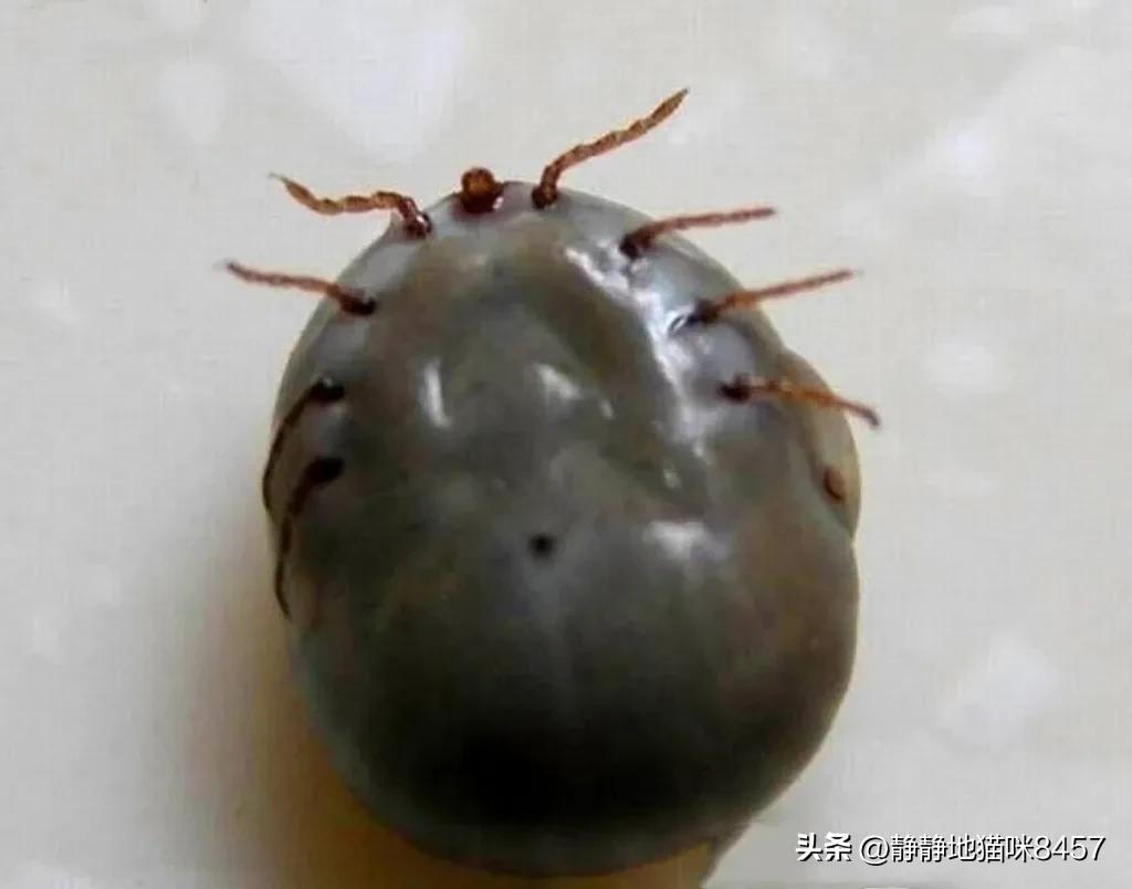 吓人！男子捉野生刺猬给孩子做宠物，给游动的黑点吓蒙