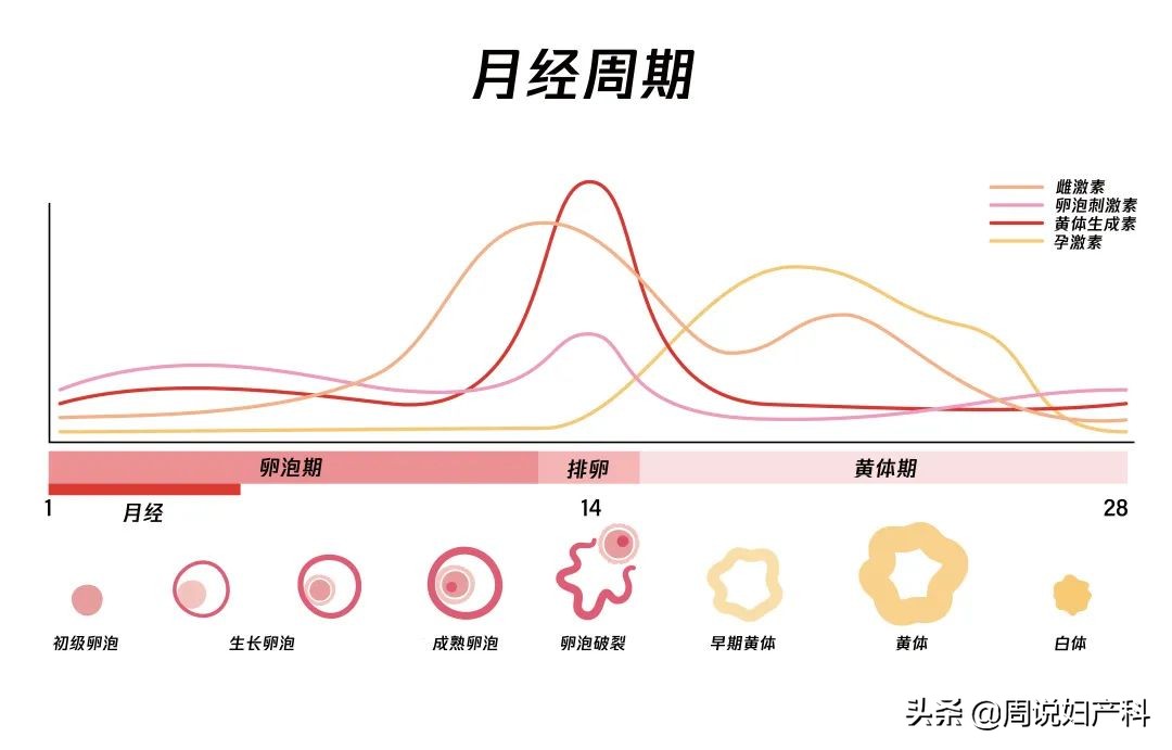摸到乳房有肿块但是彩超显示正常,如果发现乳房肿块怎么办