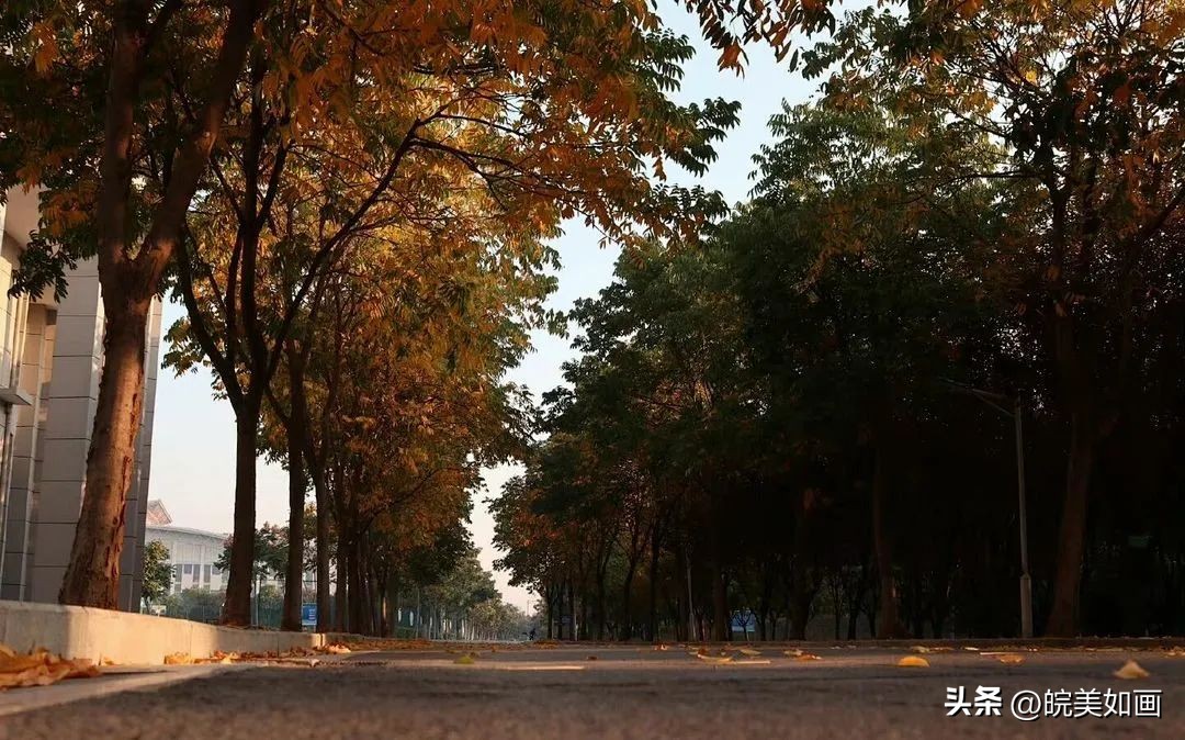 安徽大学好看的风景,高校最美秋景
