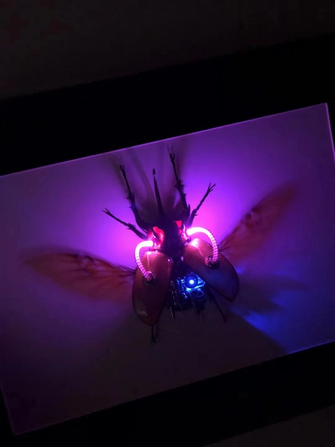 蒸汽朋克蝴蝶标本制作,甲虫标本蒸汽朋克制作