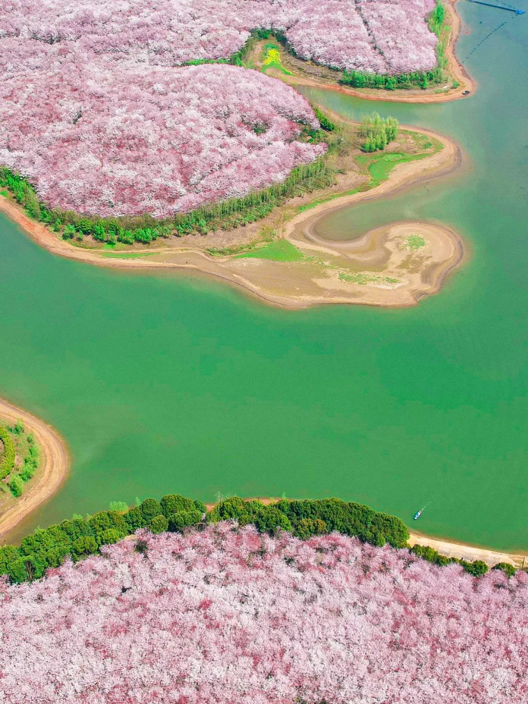 日本100个最佳樱花景点,日本十大樱花景点
