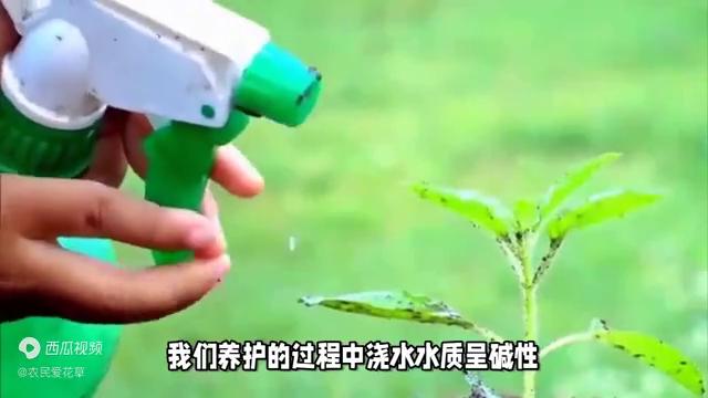 阳台养花怎么预防病虫害,家庭养花虫害怎么治