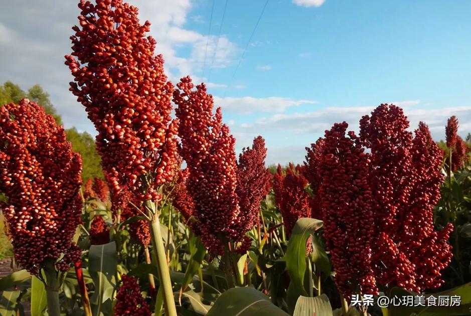 自泡药酒的作用,自泡药酒放什么增加香味