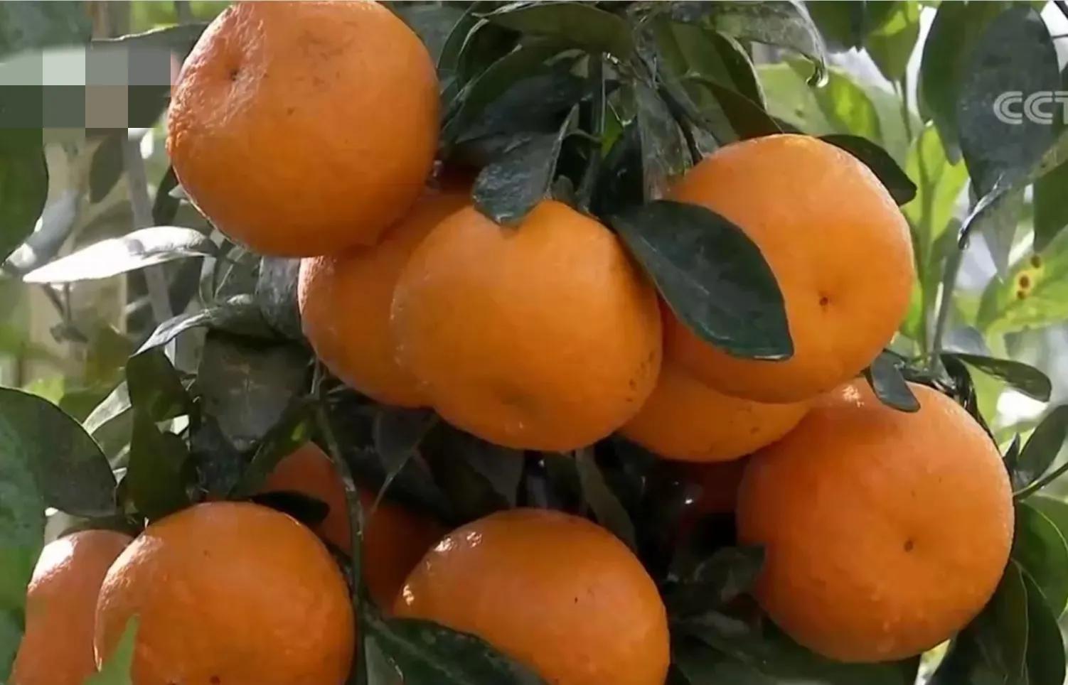 鎵垮寘鑽掑北鐪熷疄鎯呭喌,鑽掑北鑽掑湴鍒╃敤鑷村瘜