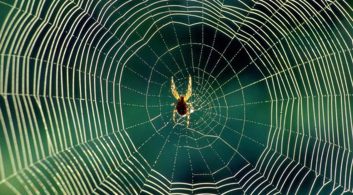 蜘蛛网的特点,蜘蛛网结构的优越性