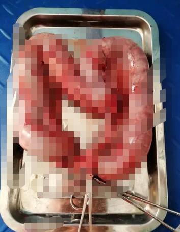 狗狗会来大姨妈吗？