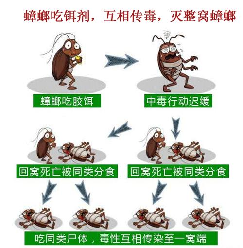 屋里有蟑螂怎么消灭小窍门,屋里有蟑螂怎么消灭最彻底