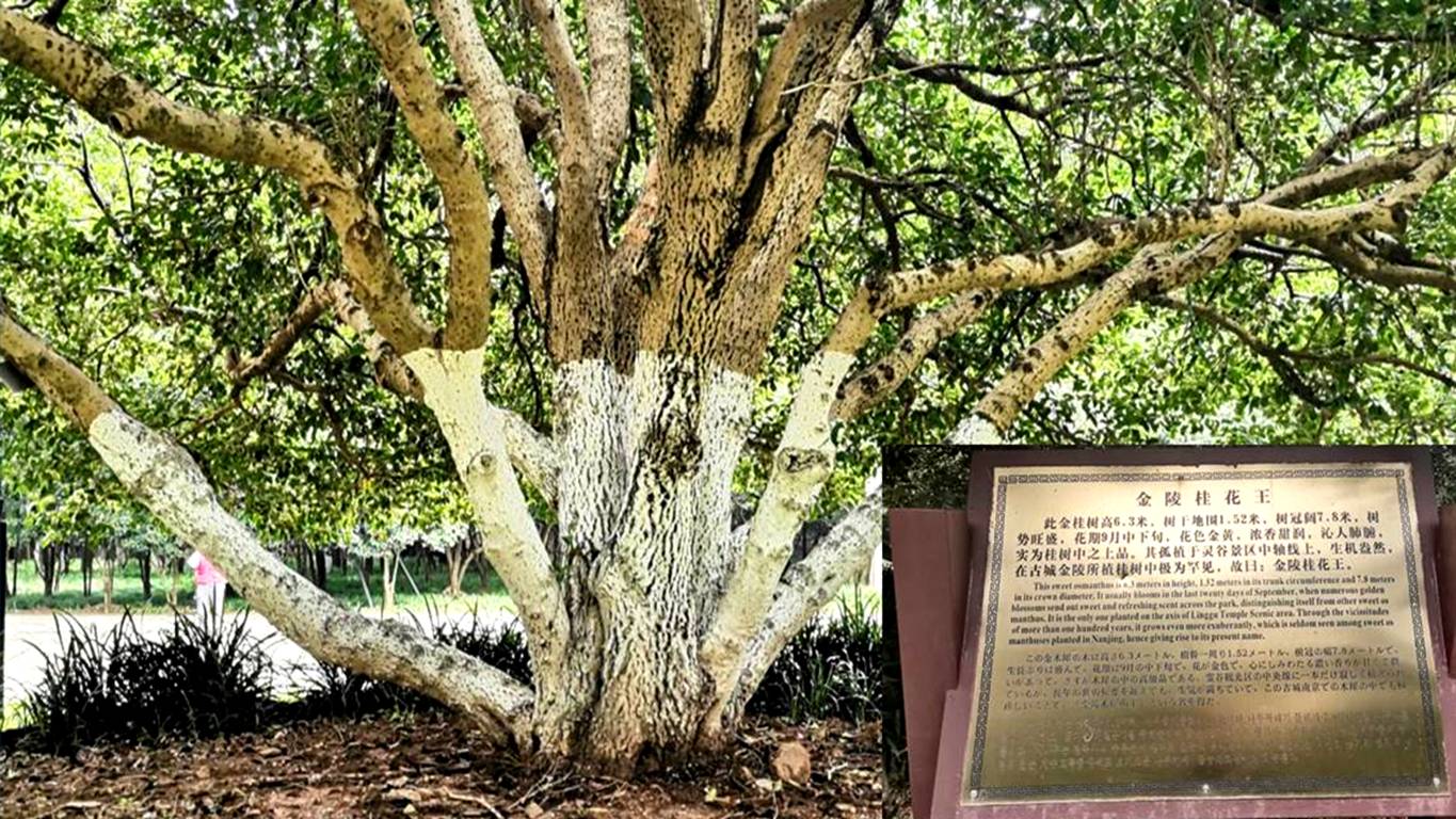 又是一年秋意浓赏桂正当时,金秋赏桂中秋到来之际