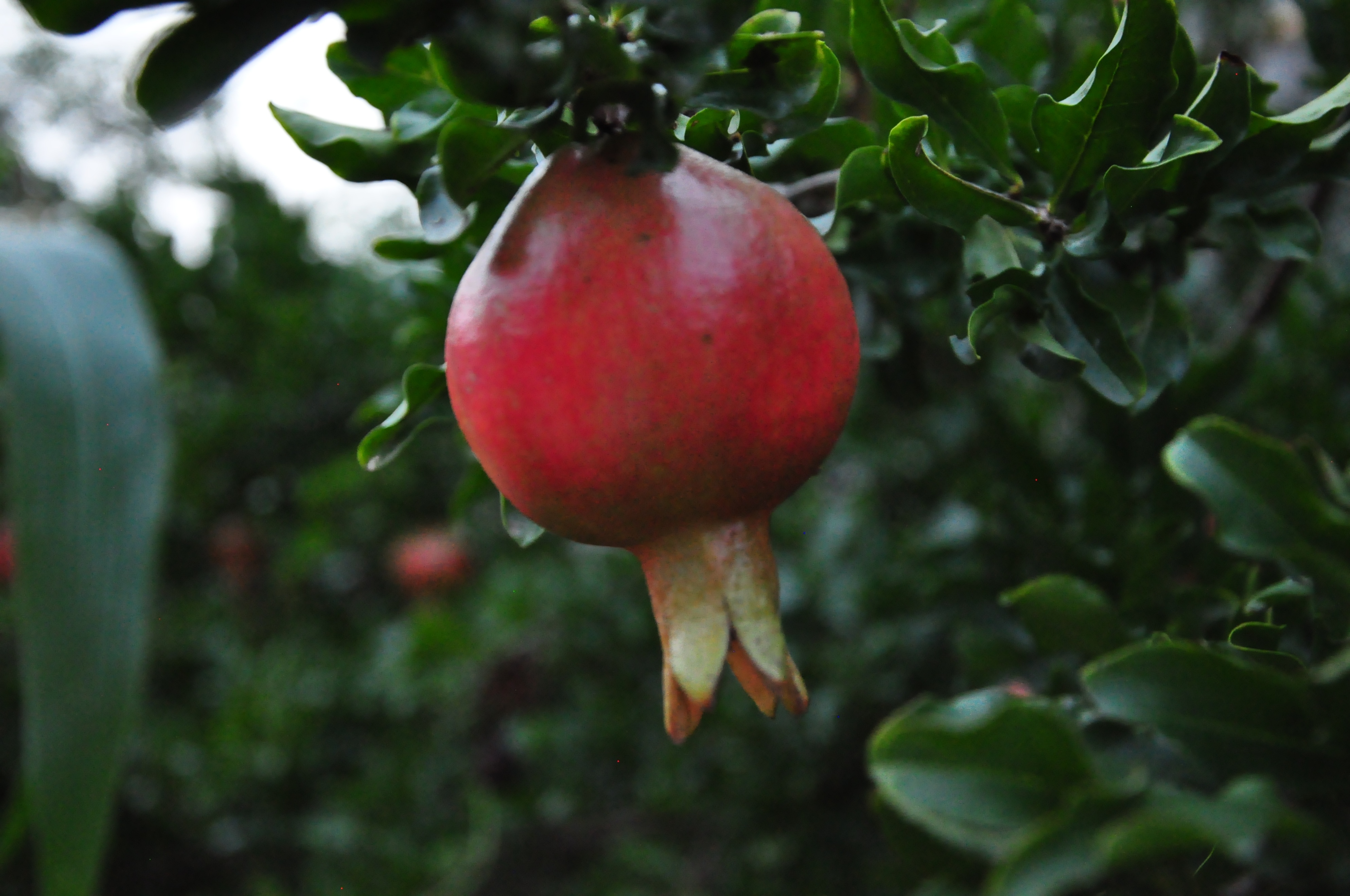 NikonD90——我人生第一台相机