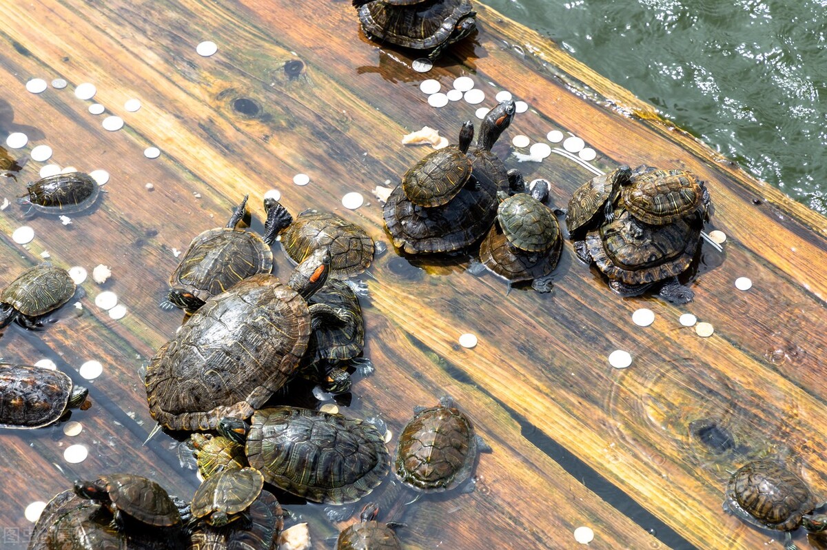 曾200元一只，农民争相养殖，如今南方泛滥