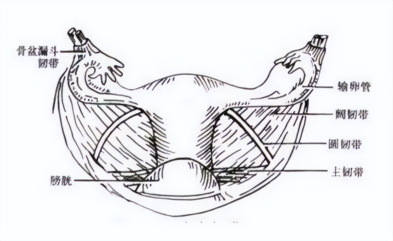 子宫全切？淋巴转移？宫颈癌手术方式有哪些？一文解析