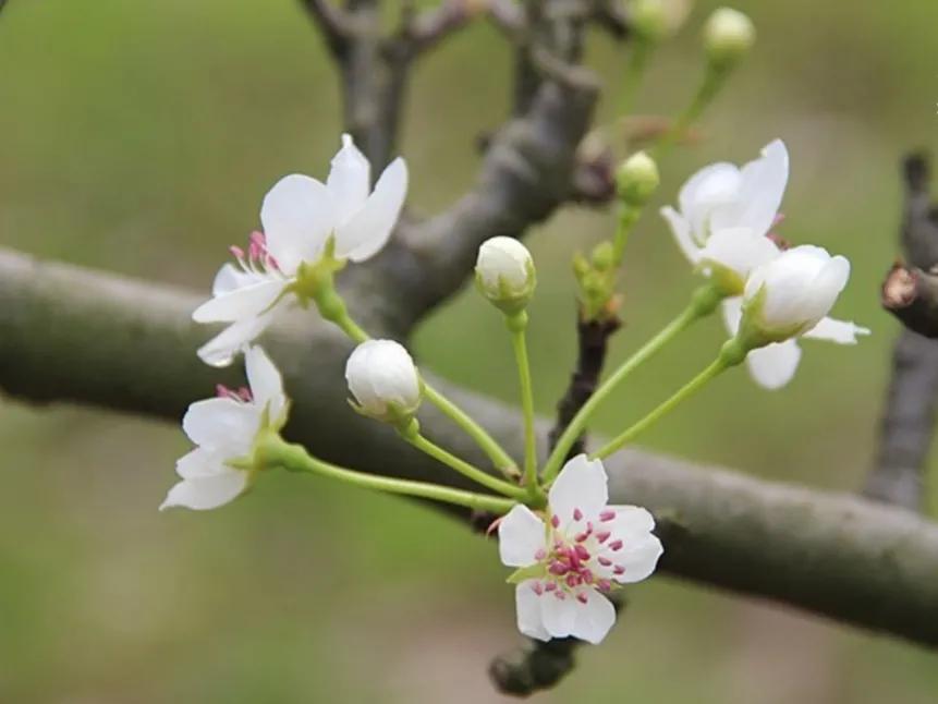 春夏之交，越来越多的花含苞欲放，这一百种娇媚蓓蕾真是美不胜收