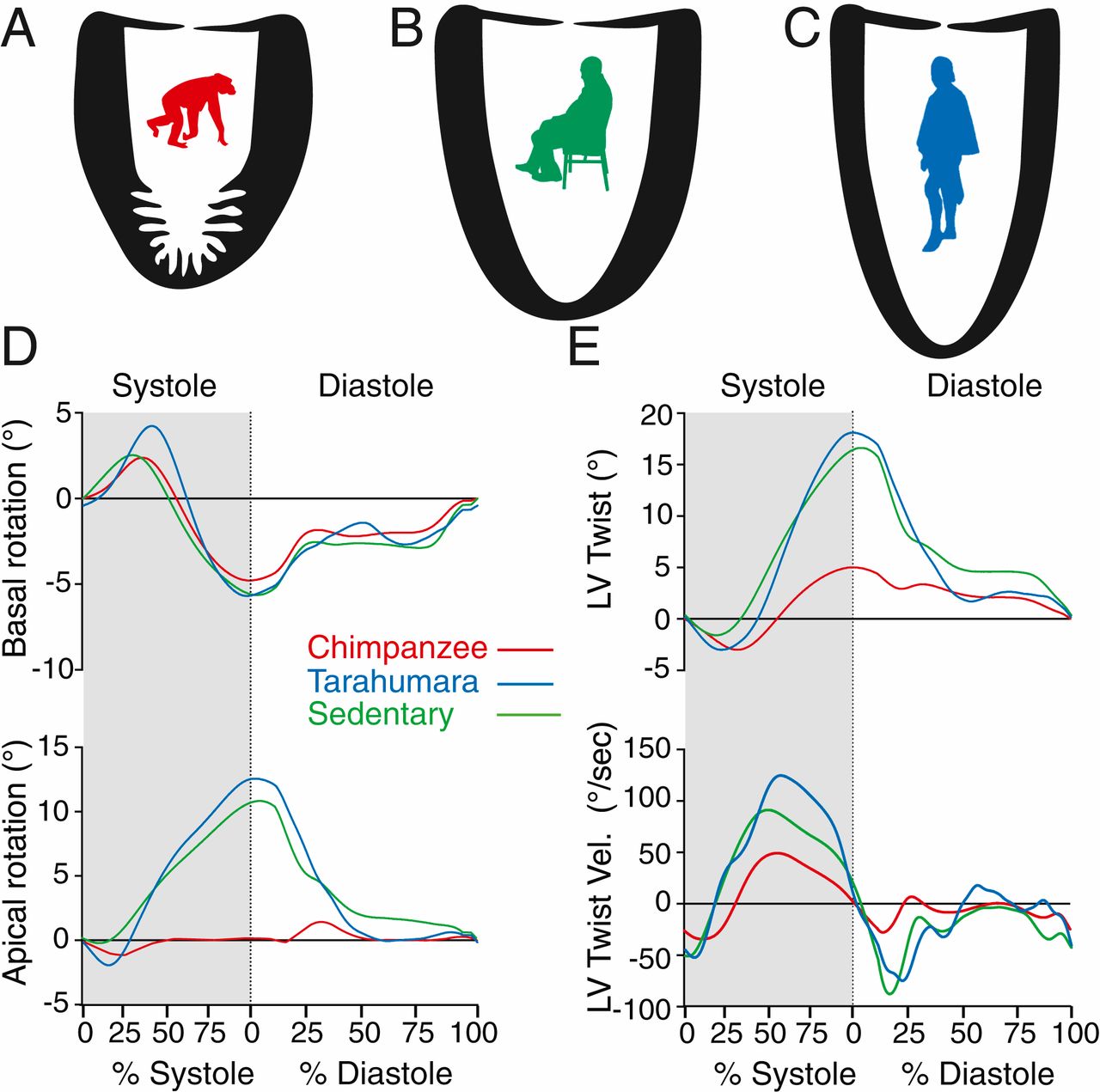 心肌修复与再生,修复心脏的最好方法