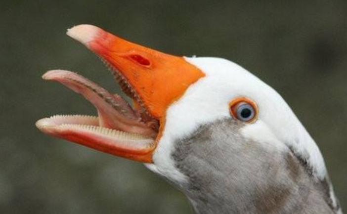 大鹅和平头哥,平头哥最新比赛谁赢了