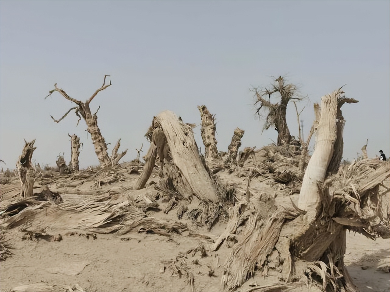 来自塔里木《塔河文苑》：睡着的胡杨