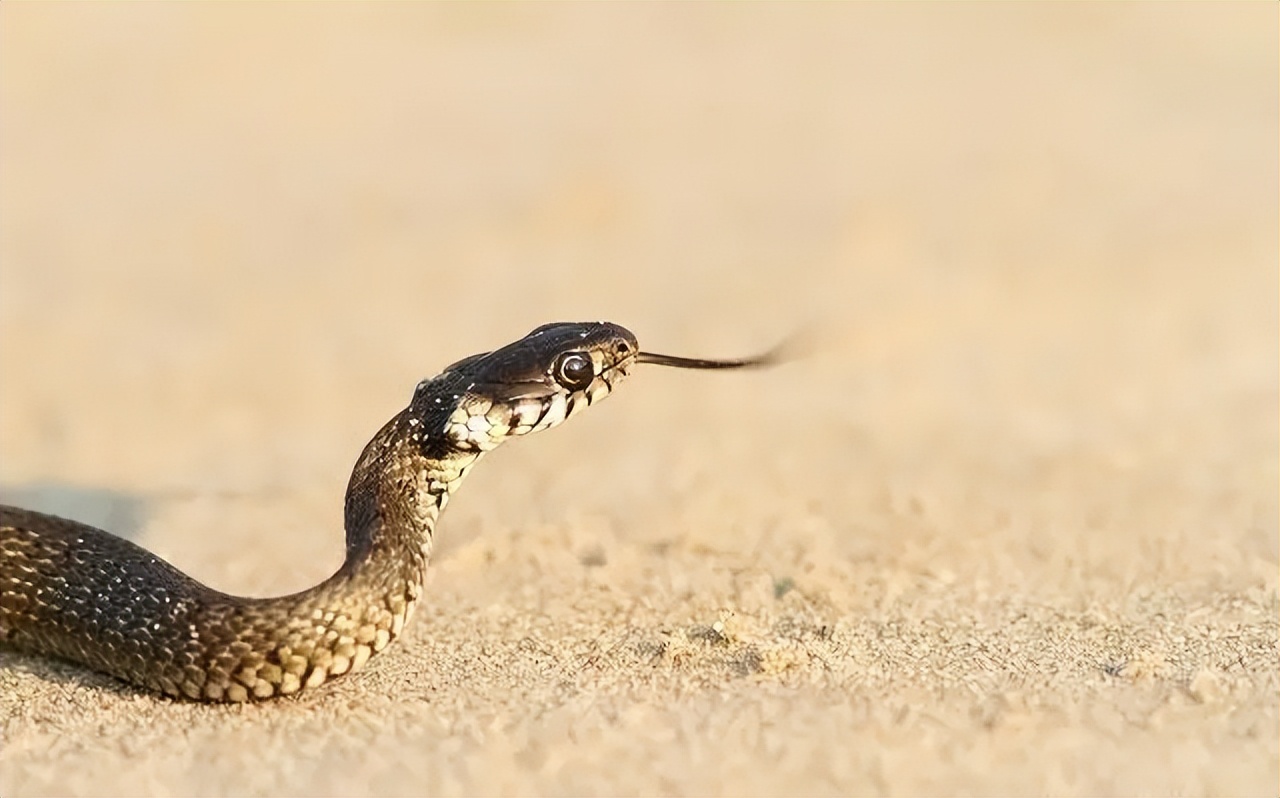 为什么打蛇要打七寸,打蛇七寸的七寸是指哪里