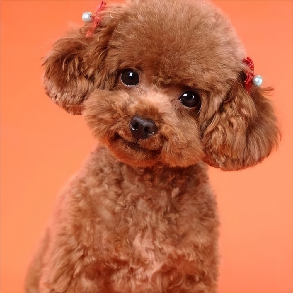 纯种泰迪2个月588贵么,铁包金泰迪是不是纯种泰迪