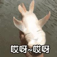 热门微信表情包收藏,微信那些可爱的表情包