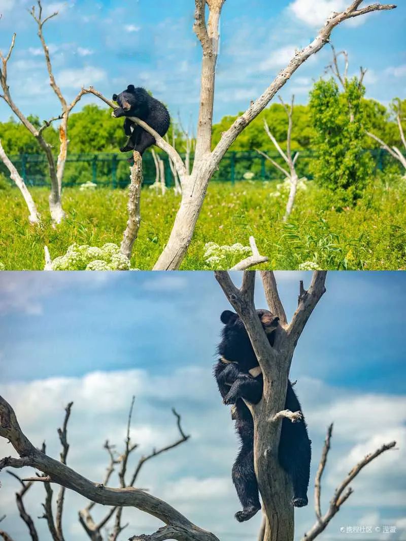 豪华专列游北疆,豪华软卧旅游专列