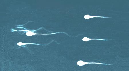 当精子和卵子相遇后还会排卵吗,精子遇到卵子一生的运气